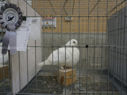 XIV Concurso Exposición de Palomas de Raza en Mula 2024